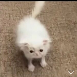 Meet your Posher, Angie